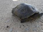 Un gal&aacute;pago leproso encontrado en la desembocadura del Mijares / Una tortuga de rierol trobada en la desembocadura del Millars