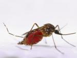 Aedes aegypti, mosquito zika