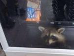 Un mapache atrapado en una m&aacute;quina de 'snacks'.