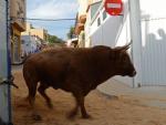Uno de los festejos de 'bous al carrer' celebrados en la Comunidad Valenciana.