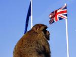 Un macaco de Gibraltar, ante las banderas de la UE, de Reino Unido y del Pe&ntilde;&oacute;n.