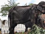 Tikiri es una elefanta anciana explotada en las festividades de Sri Lanka.