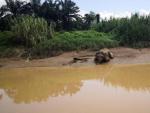El elefante hallado sin colmillos y 70 disparos