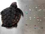 Imagen de la tortuga marina hallada muerta con 104 trozos de pl&aacute;stico en su interior.