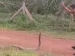 Imagen de un soldado malayo enfrent&aacute;ndose a una cobra real.