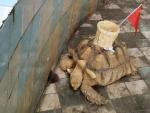 El zool&oacute;gico Nanning, en China, peg&oacute; una cesta sobre el caparaz&oacute;n de una tortuga de espolones africana.