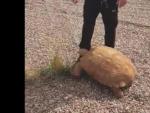 Un agente de Polic&iacute;a Municipal de Ciudad Real, con una tortuga de 25 kilos hallada en una rotonda.