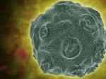 Imagen representativa del virus del papiloma humano.