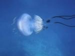 Imagen de la medusa avistada en el Mediterr&aacute;neo.