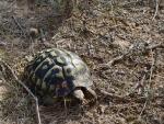 Una de las tortugas liberadas en Bovera