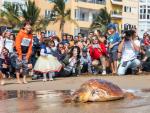 Devueltas al mar dos tortugas en la Playa de Las Canteras (Gran Canaria) que fueron rescatadas heridas hace dos meses