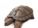 Una nueva tortuga del Cret&aacute;cico Inferior, 'Aragochersis'