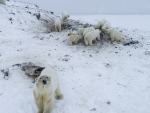 Osos polares en un pueblo de Rusia.
