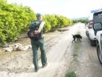 Un agente con un perro en la b&uacute;squeda de Marta Calvo por los alrededores de Manuel
