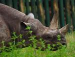Fausta, la que hasta ahora era la rinoceronte m&aacute;s longeva del mundo.