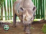 Fausta, el rinoceronte m&aacute;s longevo del mundo.