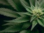 Los investigadores de UNM sugieren que el cannabis puede reducir el dolor cr&oacute;nico de los pacientes hasta en tres puntos en una escala de