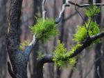 La regi&oacute;n australiana de Kulnura vive un lento pero importante periodo de recuperaci&oacute;n de su flora.