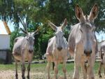 El Centro de Selecci&oacute;n y Reproducci&oacute;n Animal de Extremadura adjudica ocho burros de raza andaluza en una subasta