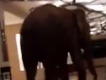 Un cliente que se alojaba en el Jetwing Yala Hotel (Sri Lanka) envi&oacute; a su madre un sorprendente v&iacute;deo que te dejar&aacute; con la boca abierta. En &eacute;l, un elefante recorre los pasillos del hotel con total normalidad. Se trata de Natta Kota, que significa &quot;cola corta&quot;, un conocido esp&eacute;cimen del Parque Natural Yala, al sur del pa&iacute;s.