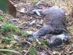 Las autoridades australianas investigan la matanza de m&aacute;s de 80 de koalas en una tala de eucaliptos.