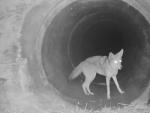 El coyote espera al tej&oacute;n para atravesar el t&uacute;nel juntos.