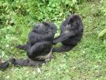 Gorilas de monta&ntilde;a en Ruanda.