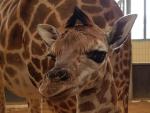 Cr&iacute;a de jirafa de Rothschild, nacida en el Zoo de Barcelona.