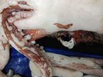 El ojo del calamar gigante es uno de los m&aacute;s grandes del reino animal.