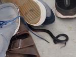 En las redes sociales se ha hecho famoso un v&iacute;deo publicado este pasado jueves por el conocido cazador de serpientes Stuart McKenzie, en el que se ve a una serpiente negra de pecho rojo escondida entre una pila de zapatos de una familia de Queensland (Australia).