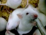 Rat&oacute;n de laboratorio, ratones de laboratorio, estudio con ratones