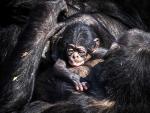 La chimpanc&eacute; Pepa sostiene a su reci&eacute;n nacido, en el zool&oacute;gico Beekse Bergen (Holanda), otro establecimiento cerrado por la pandemia de coronavirus.