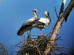 Detectado un nuevo nido de cig&uuml;e&ntilde;a blanca en el Estany de Banyoles