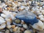 Detectan en varias playas de Nerja medusas velero