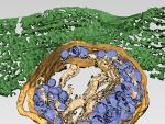 Tomograf&iacute;a electr&oacute;nica tridimensional de una c&eacute;lula infectada por el reovirus humano. Los virus maduros infectivos (azul oscuro) son transportados por lisosomas modificados (amarillo) hasta la membrana plasm&aacute;tica (verde).