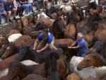 Spanish wrestle wild horses in cruel tradition