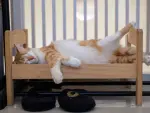 Un gato durmiendo sobre una cama de juguete de Ikea.