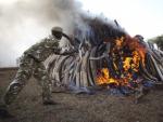 Un miembro del Servicio de Conservaci&oacute;n de la Flora y Fauna de Kenia (KWS) lanza un colmillo de elefante a una pila de 15 toneladas de marfil, obtenido de la caza ilegal de elefantes en una imagen de archivo.