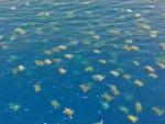 El Departamento de Ciencia y Medio Ambiente de Queensland (Australia) public&oacute; un v&iacute;deo capturado con un dron que muestra a miles de tortugas que se congregan en la Gran Barrera de Coral de Australia durante la temporada de anidaci&oacute;n.