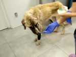Ulises, perro rescatado de un contenedor en M&aacute;laga