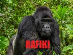 Imagen de Rafiki, uno de los &uacute;ltimos gorilas de monta&ntilde;a m&aacute;s famosos de Uganda, cuya especie est&aacute; en grave peligro de extinci&oacute;n.