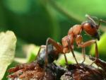 Las hormigas