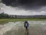 Un trabajador se protege de la lluvia, con una especie de concha hecho de cañas de bambú, en un arrozal de Nepal.