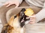 Un perro comiendo dulce
