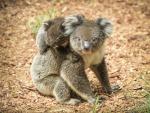 Un koala y su cr&iacute;a en una imagen de archivo.