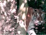 Irina, la tigresa que mat&oacute; a una cuidadora en el zoo de Z&uacute;rich.