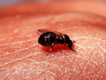 Imagen de un ejemplar hembra de mosca negra.