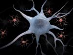 Microglia y neuronas.