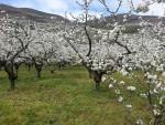 Destaca especialmente en primavera, con sus campos de cerezos cubiertos de flores que permiten una visi&oacute;n deslumbrante del entorno. Los meses ideales para la visita son marzo y abril.
