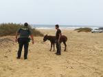 Agentes del Seprona, en coordinaci&oacute;n con la asociaci&oacute;n The Animal Academy, rescatan seis burros majoreros abandonados en las proximidades de Cofete